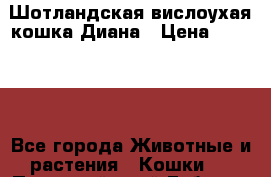 Шотландская вислоухая кошка Диана › Цена ­ 15 000 - Все города Животные и растения » Кошки   . Пермский край,Губаха г.